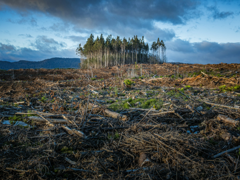 The devastating consequences of climate change using the example of a forest